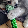 Buddy a rejoint le concours — aidez-le/la à gagner de superbes lots ! animal, blanket, blue_eyes, chewing, cute, dog, floor, fur, husky, indoor, lying_down, paw, pet, playful, puppy, rope_toy, snout, tile, toy, young
