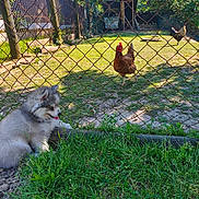 Buddy participe au concours pour gagner de l'argent avec cette photo : animals, chicken, coop, cute, daytime, dog, farm, fence, fluffy, grass, greenery, nature, outdoor, pets, playful, puppy, rustic, summer, sunlight, yard