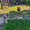 animals, chicken, coop, cute, daytime, dog, farm, fence, fluffy, grass, greenery, nature, outdoor, pets, playful, puppy, rustic, summer, sunlight, yard