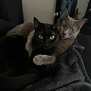 Nena And Smoky is registered to the contest to win money with this photo: cats, black_cat, gray_cat, pets, animals, felines, cuddling, snuggling, blanket, indoor, portrait, close_up, yellow_eyes, green_eyes, whiskers, ears, fur, cozy, home, relaxed