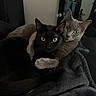 cats, black_cat, gray_cat, pets, animals, felines, cuddling, snuggling, blanket, indoor, portrait, close_up, yellow_eyes, green_eyes, whiskers, ears, fur, cozy, home, relaxed