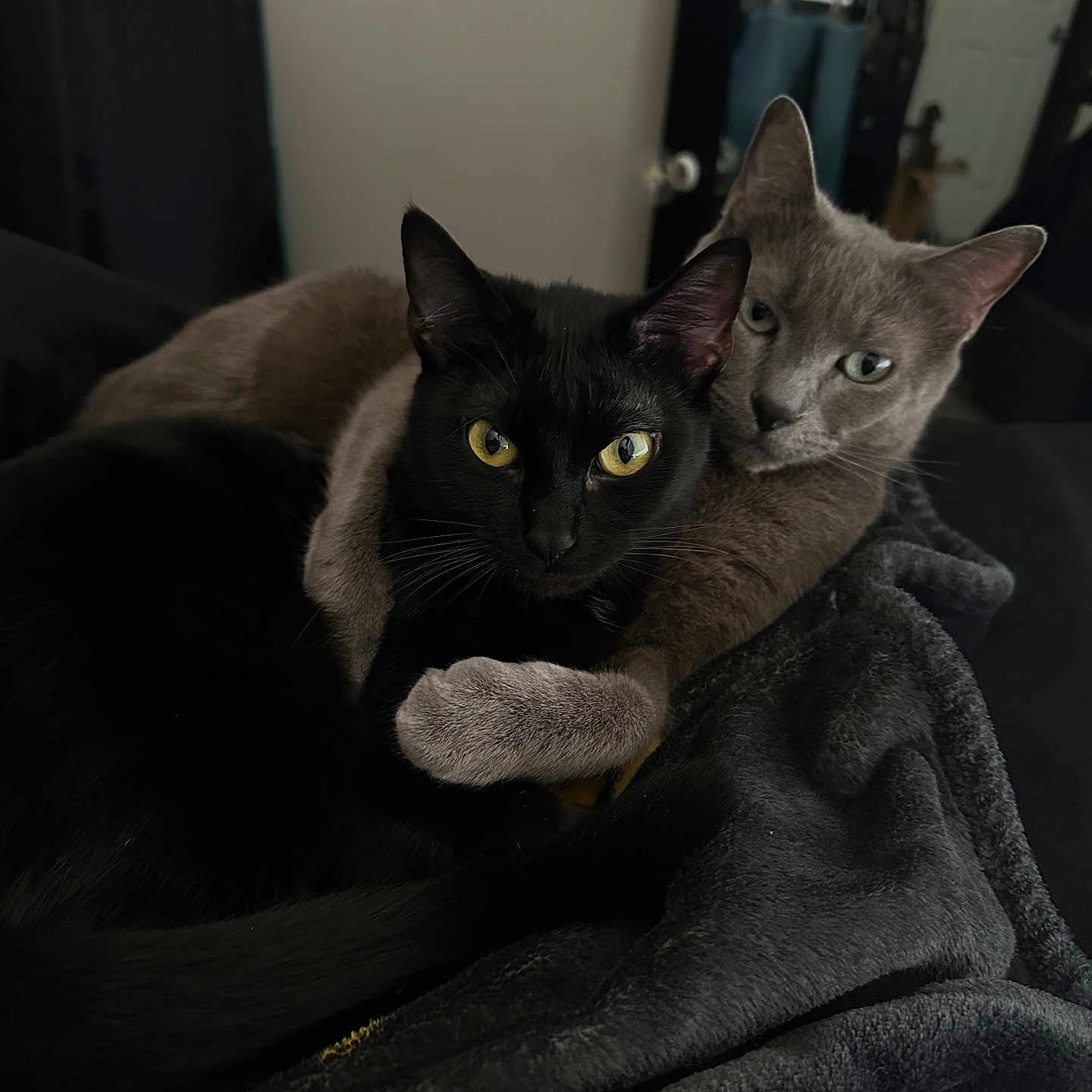 Nena And Smoky is registered to the contest to win money with this photo: cats, black_cat, gray_cat, pets, animals, felines, cuddling, snuggling, blanket, indoor, portrait, close_up, yellow_eyes, green_eyes, whiskers, ears, fur, cozy, home, relaxed