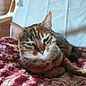 Merveille a rejoint le concours — aidez-le/la à gagner de superbes lots ! animal, blanket, cat, chair, closeup, cozy, domestic, feline, floral_pattern, fur, indoor, pet, red, relaxed, resting, sleepy, tabby, whiskers, white, wooden_furniture