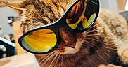 Merveille participe au concours pour gagner de l'argent avec cette photo : animal, cat, closeup, cool, cute, domestic, eyewear, feline, fur, indoor, mammal, pet, portrait, reflective, relaxed, resting, sunglasses, tabby, whiskers, yellow