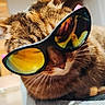 animal, cat, closeup, cool, cute, domestic, eyewear, feline, fur, indoor, mammal, pet, portrait, reflective, relaxed, resting, sunglasses, tabby, whiskers, yellow