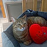 Merveille a rejoint le concours — aidez-le/la à gagner de superbes lots ! animal, cat, cozy, cute, domestic, feline, furniture, heart_pillow, home, indoor, pet_bed, playful, red, relaxed, resting, soft, tabby, tiled_floor, winking_face, wooden_chairs