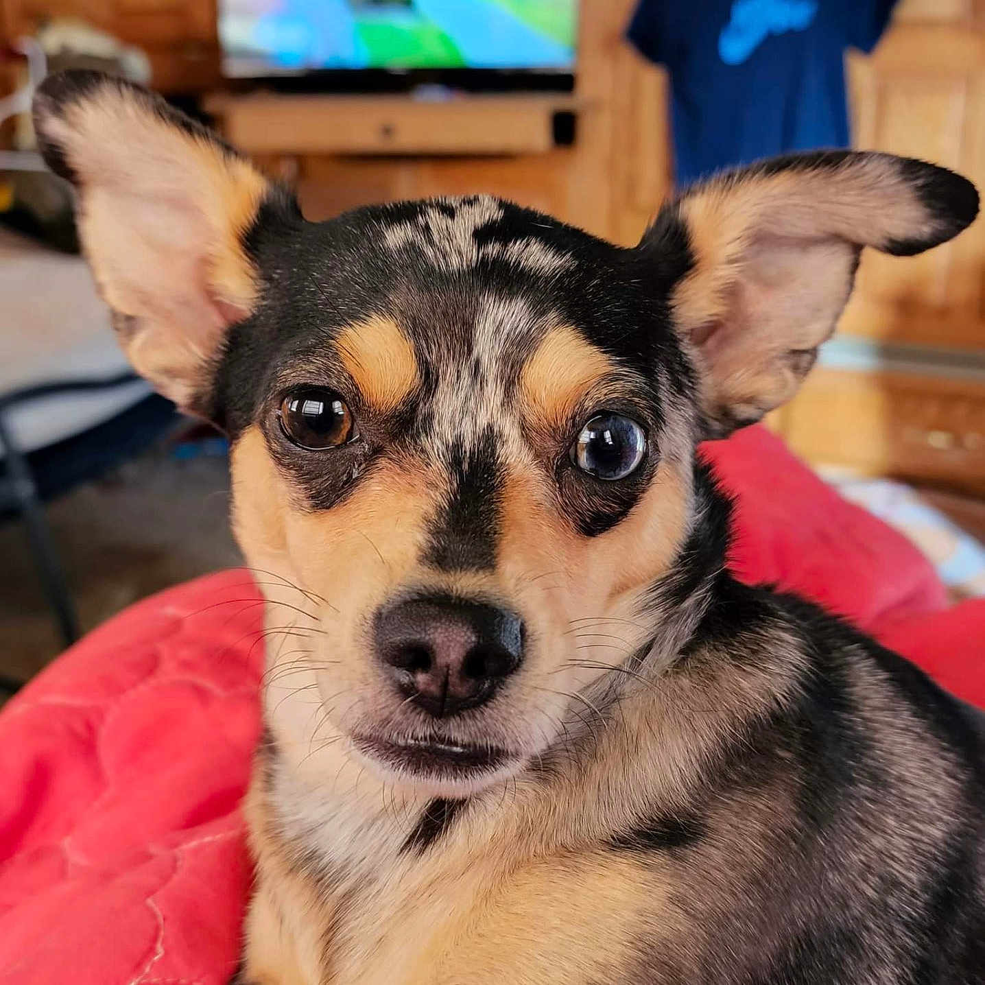 Nova