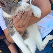 Mr. Bean is registered to the contest to win money with this photo: cat, pet, animal, gray_and_white, yellow_eyes, whiskers, human_hand, white_shirt, blue_jeans, holding, close_up, outdoor, curious, feline, fur, claws, resting, portrait, domestic_animal, friendly