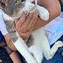 cat, pet, animal, gray_and_white, yellow_eyes, whiskers, human_hand, white_shirt, blue_jeans, holding, close_up, outdoor, curious, feline, fur, claws, resting, portrait, domestic_animal, friendly