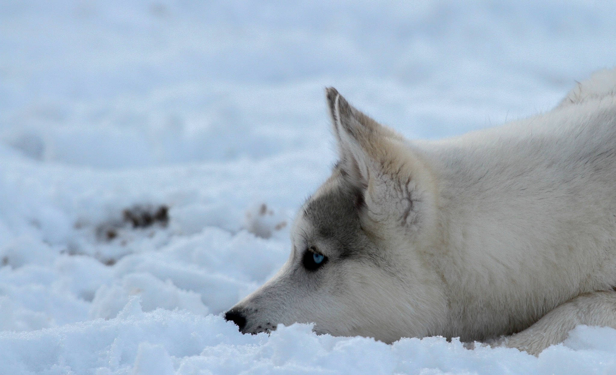 Jet a rejoint le concours — aidez-le/la à gagner de superbes lots ! arctic, arctic_fox, canidae, carnivore, dog_breed, freezing, fur, glacial_landform, ice_cap, polar_ice_cap, slope, snow, terrestrial_animal, winter