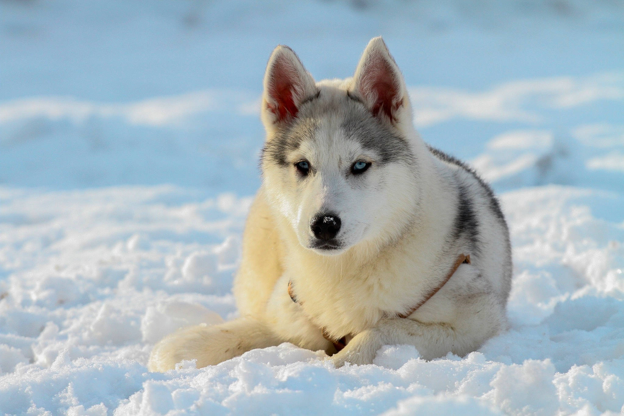 Jet a rejoint le concours — aidez-le/la à gagner de superbes lots ! arctic, canidae, canis, canis_lupus_tundrarum, carnivore, dog, dog_breed, freezing, fur, glacial_landform, ice_cap, jaw, polar_ice_cap, snout, snow, sporting_group, terrestrial_animal, winter, wolf, working_dog