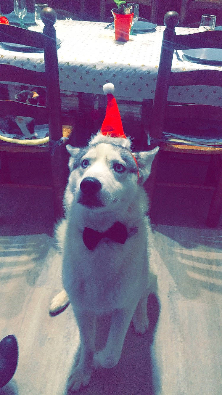 Jet participe au concours pour gagner de l'argent avec cette photo : canis, carnivore, companion_dog, dog, dog_breed, dog_collar, electric_blue, fawn, fur, giant_dog_breed, guard_dog, herding_dog, sled_dog, snout, sporting_group, square, tail, winter, working_animal, working_dog