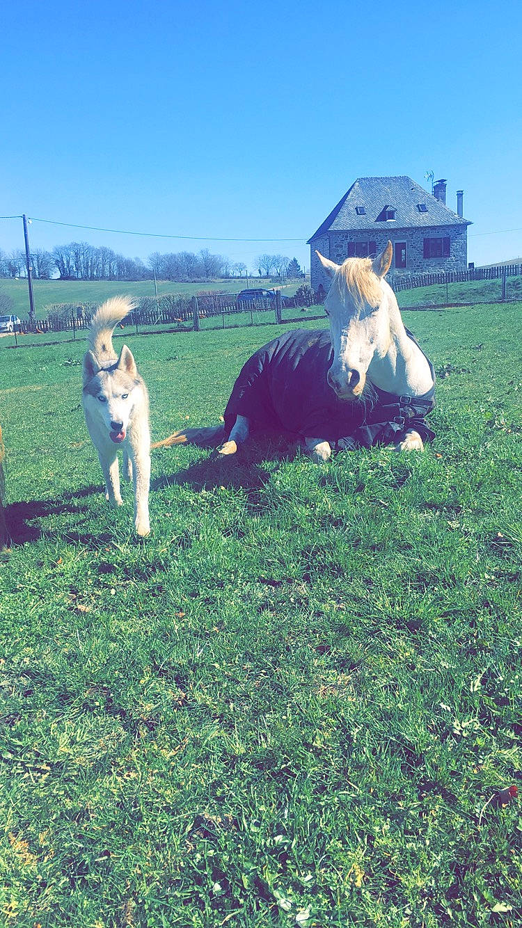 Jet participe au concours pour gagner de l'argent avec cette photo : carnivore, cloud, companion_dog, dog, dog_breed, dress, ecoregion, fawn, grass, grass_family, grassland, happy, landscape, lawn, meadow, people_in_nature, plain, plant, sky, tree