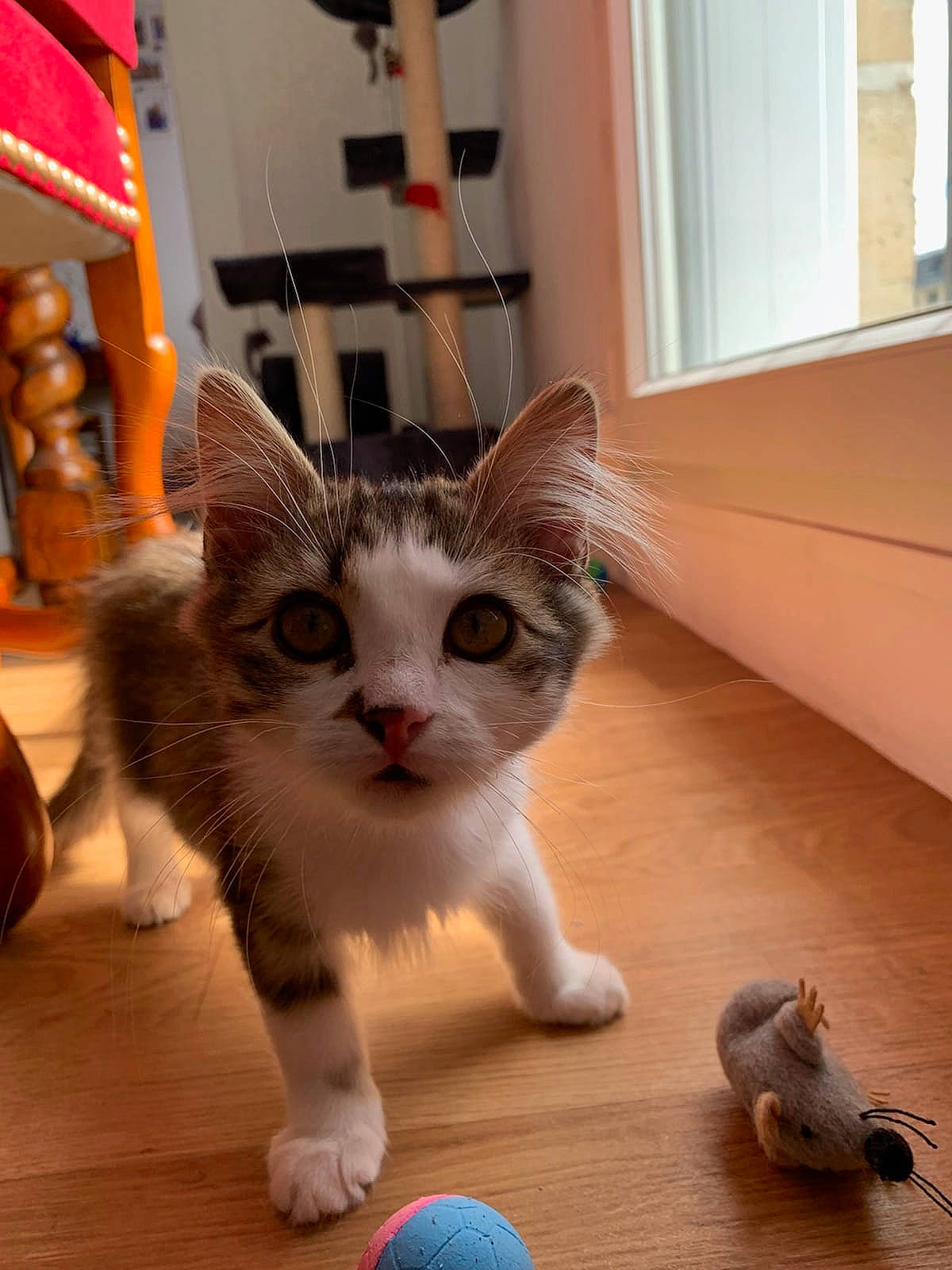 Oli participe au concours pour gagner de l'argent avec cette photo : aegean_cat, american_curl, american_shorthair, asian, carnivore, cat, domestic_short_haired_cat, european_shorthair, fawn, felidae, fur, kitten, mammal, munchkin, ojos_azules, paw, polydactyl_cat, small_to_medium_sized_cats, tabby_cat, whiskers