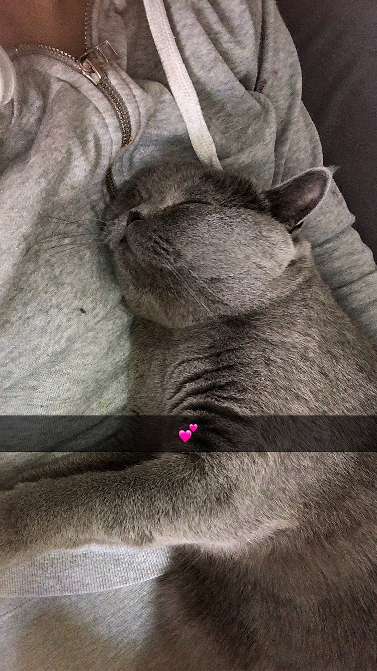 Ollie participe au concours pour gagner de l'argent avec cette photo : british_shorthair, carnivore, cat, chartreux, fawn, felidae, fur, korat, magenta, pink, russian_blue, small_to_medium_sized_cats, tail, whiskers