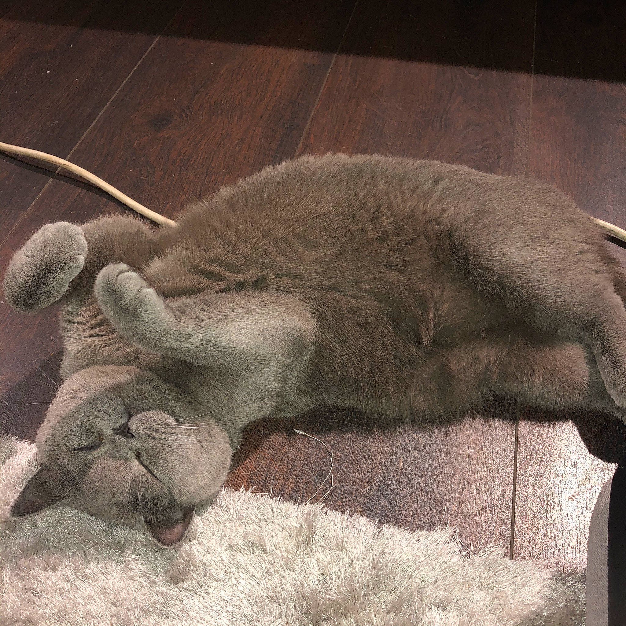 Ollie a rejoint le concours — aidez-le/la à gagner de superbes lots ! british_shorthair, carnivore, cat, chartreux, ear, felidae, korat, nap, russian_blue, sleep, small_to_medium_sized_cats, snout, tail