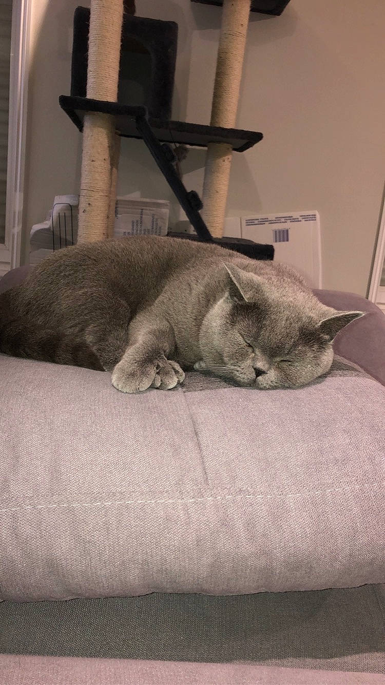 Ollie a rejoint le concours — aidez-le/la à gagner de superbes lots ! british_shorthair, burmese, burmilla, carnivore, cat, chartreux, comfort, domestic_short_haired_cat, fawn, felidae, furniture, korat, mammal, nap, russian_blue, singapura, sleep, small_to_medium_sized_cats, snout, whiskers