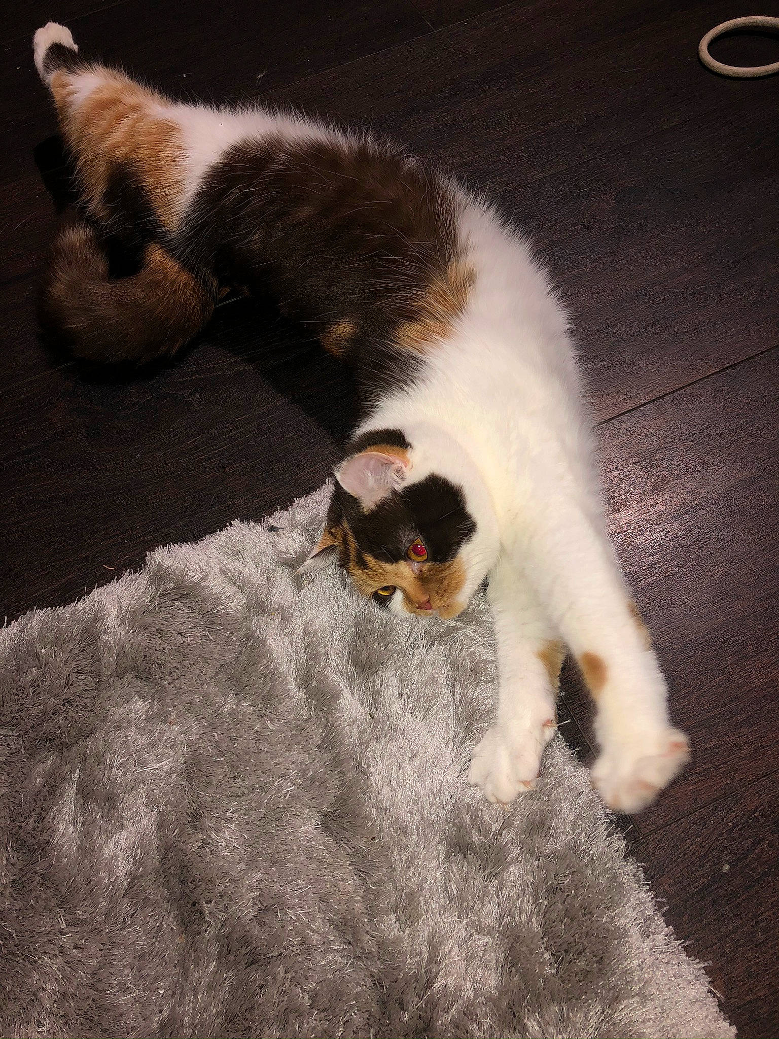 Perle a rejoint le concours — aidez-le/la à gagner de superbes lots ! canidae, carnivore, cat, fawn, felidae, floor, fur, kitten, paw, polydactyl_cat, small_to_medium_sized_cats, tail, whiskers