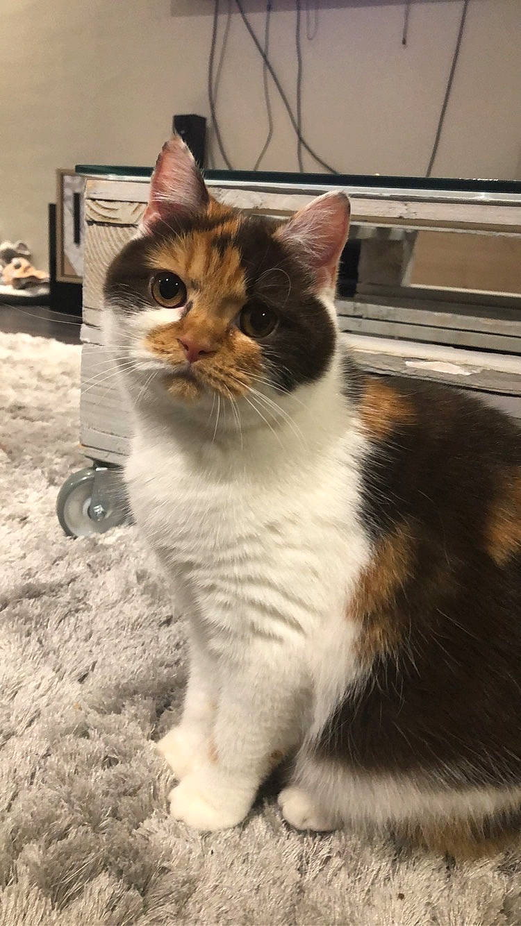 Perle a rejoint le concours — aidez-le/la à gagner de superbes lots ! aegean_cat, american_wirehair, asian, carnivore, cat, domestic_short_haired_cat, european_shorthair, eye, fawn, felidae, fur, kitten, mammal, polydactyl_cat, small_to_medium_sized_cats, snout, tail, whiskers