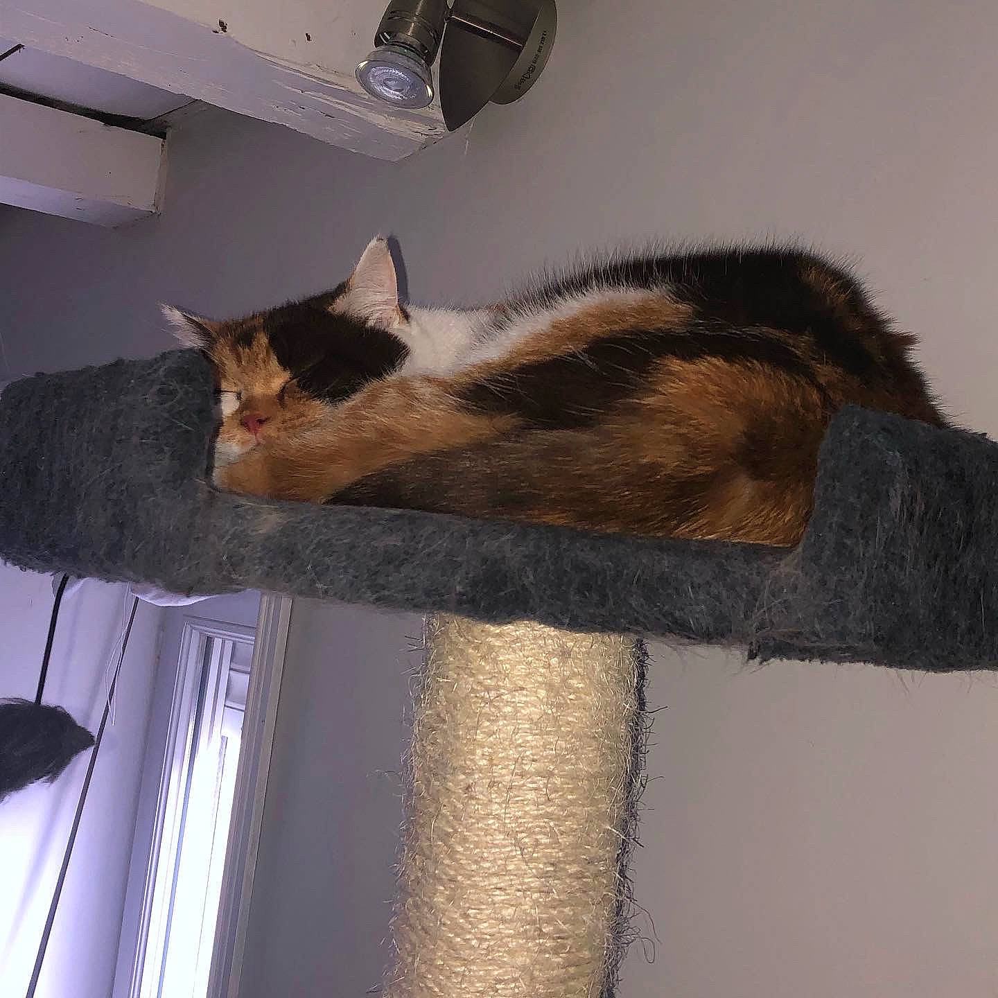 Perle a rejoint le concours — aidez-le/la à gagner de superbes lots ! carnivore, cat, domestic_short_haired_cat, fawn, felidae, small_to_medium_sized_cats, tail, whiskers