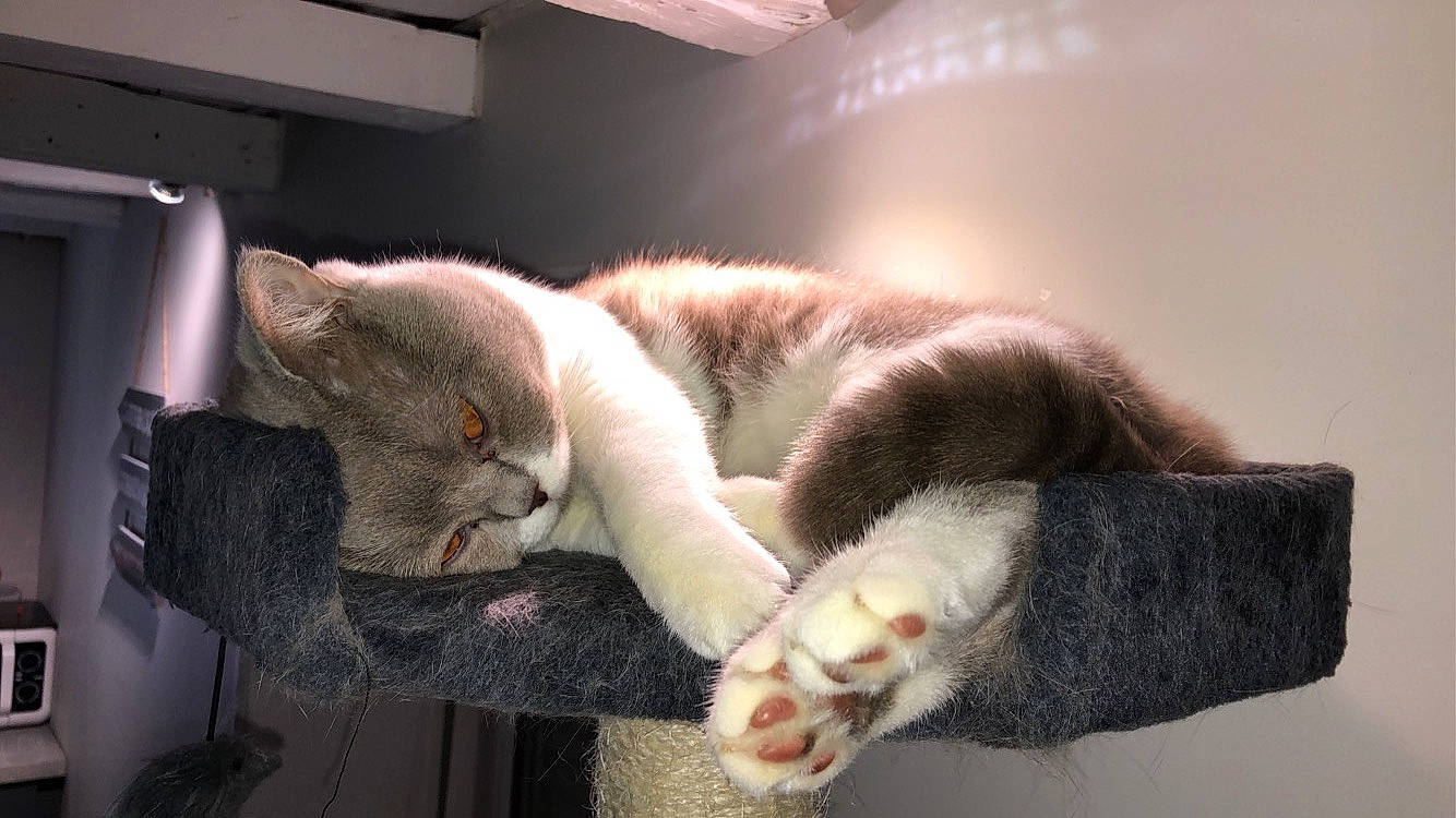 Oslo participe au concours pour gagner de l'argent avec cette photo : asian, carnivore, cat, claw, domestic_short_haired_cat, ear, fawn, felidae, fur, kitten, mammal, paw, polydactyl_cat, scottish_fold, small_to_medium_sized_cats, snout, tail, whiskers