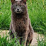 cat, gray_cat, grass, wildflowers, outdoor, nature, animal, pet, sitting, stone_path, greenery, feline, fur, whiskers, ears, eyes, mammal, flora, serious_expression, daylight