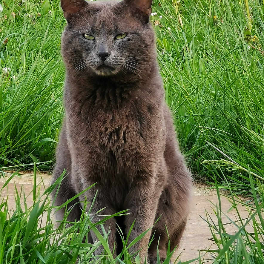 Papouille a rejoint le concours — aidez-le/la à gagner de superbes lots ! animal, cat, daylight, ears, eyes, feline, flora, fur, grass, gray_cat, greenery, mammal, nature, outdoor, pet, serious_expression, sitting, stone_path, whiskers, wildflowers