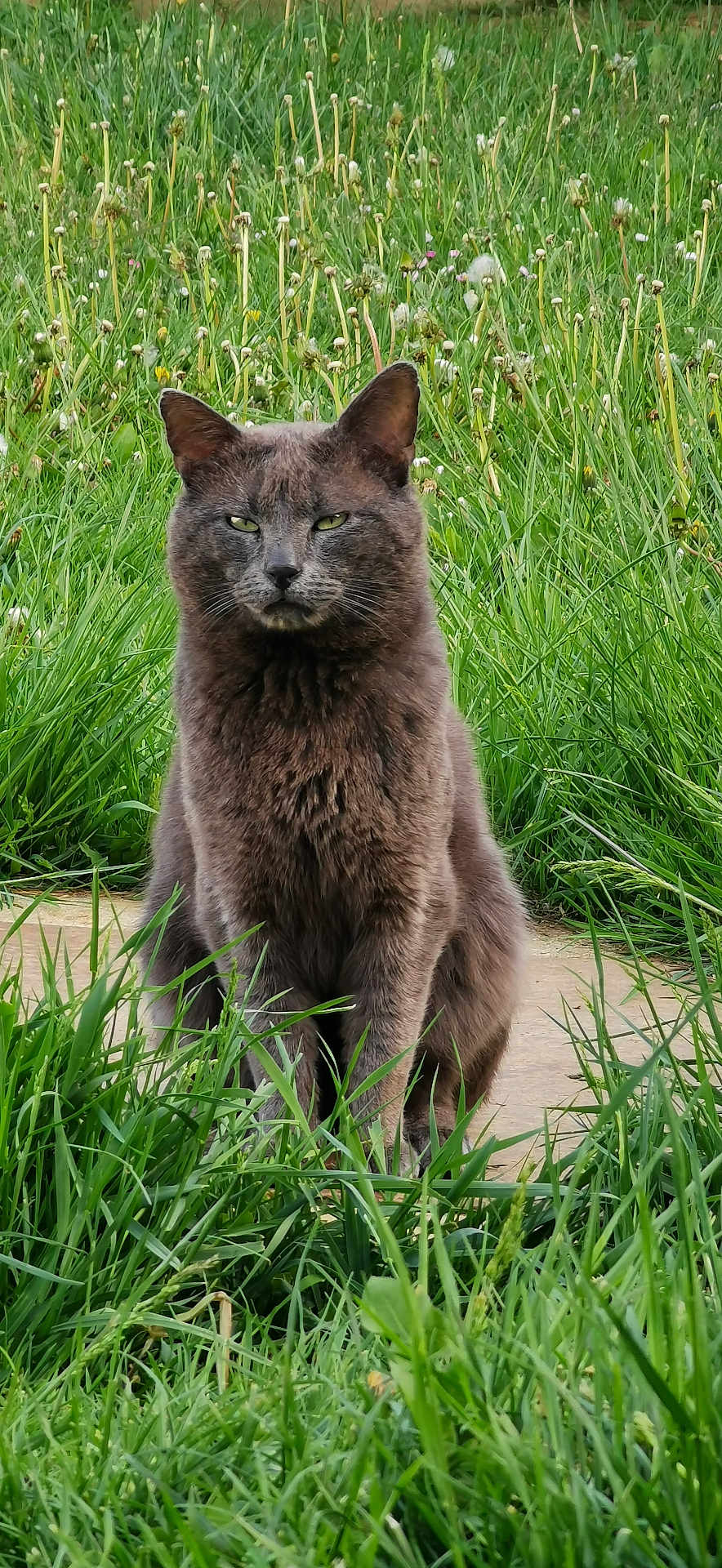 Papouille a rejoint le concours — aidez-le/la à gagner de superbes lots ! cat, gray_cat, grass, wildflowers, outdoor, nature, animal, pet, sitting, stone_path, greenery, feline, fur, whiskers, ears, eyes, mammal, flora, serious_expression, daylight