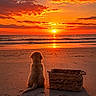 animal, basket, beach, calm, clouds, dog, nature, ocean, outdoor, peaceful, relaxation, sand, scenic, shadow, silhouette, sky, sun, sunset, twilight, water