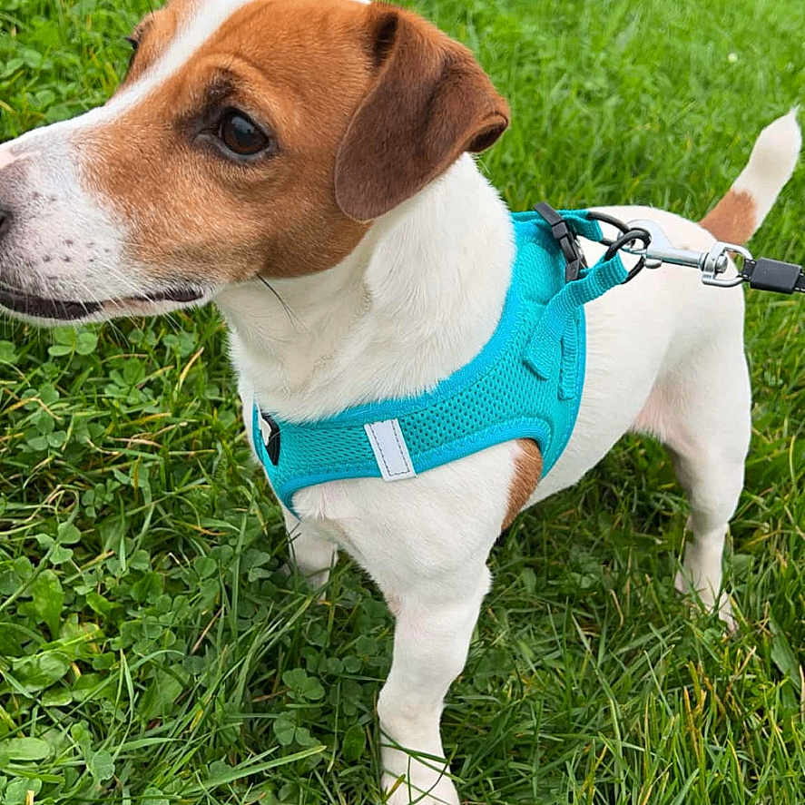 Phourbe a rejoint le concours — aidez-le/la à gagner de superbes lots ! accessories, animal, beagle, belt, canine, collar, dog, formalwear, grass, harness, hound, lawn, leash, outdoors, pet, plant, puppy, snout, strap, tie