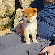 Tao participe au concours pour gagner de l'argent avec cette photo : puppy, dog, shiba_inu, man, outdoor, rocks, sand, lap, jacket, pants, hand, sunlight, pet, animal, cute, fur, portrait, resting, nature, casual