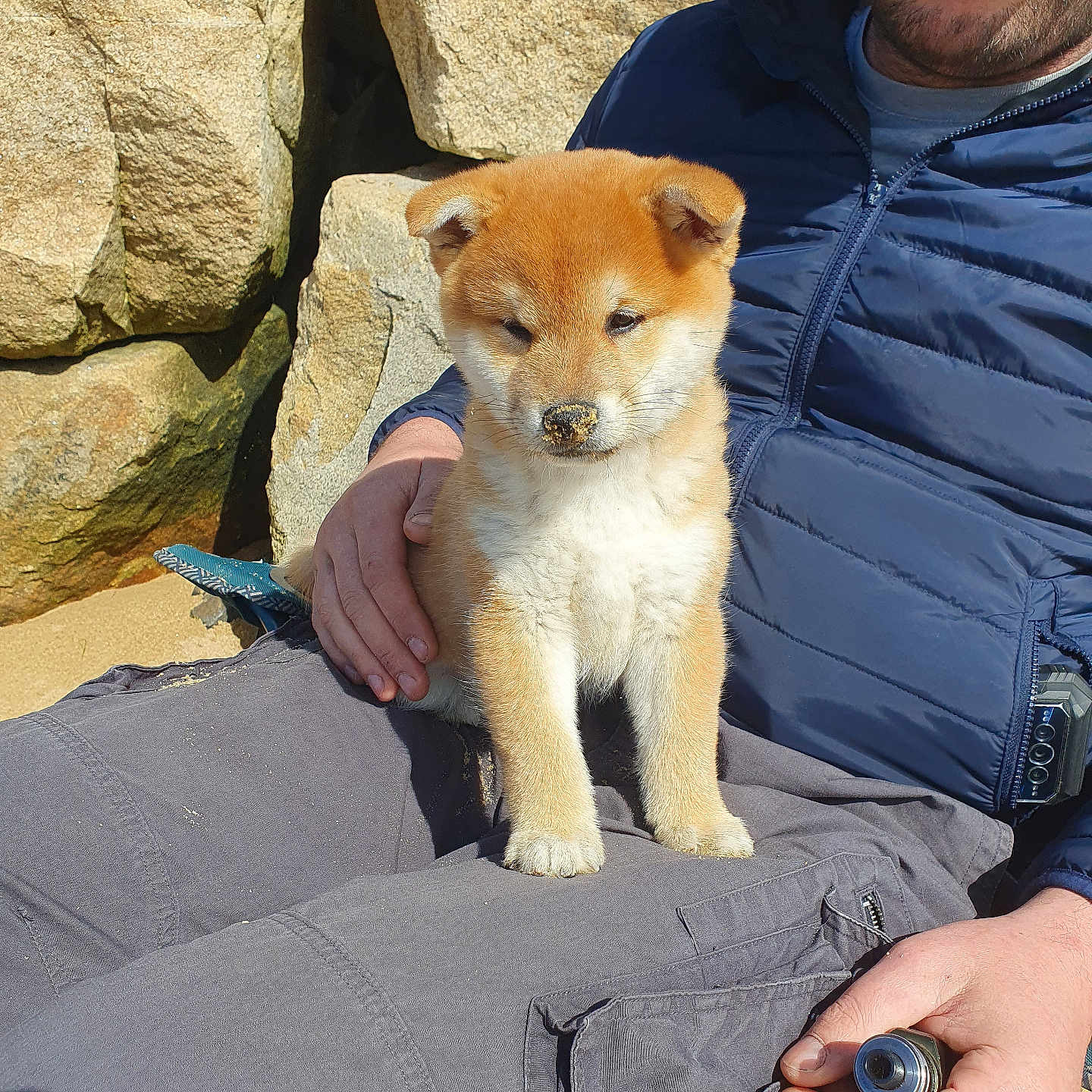 Tao participe au concours pour gagner de l'argent avec cette photo : puppy, dog, shiba_inu, man, outdoor, rocks, sand, lap, jacket, pants, hand, sunlight, pet, animal, cute, fur, portrait, resting, nature, casual
