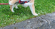 Tao participe au concours pour gagner de l'argent avec cette photo : puppy, dog, grass, curb, leash, playful, outdoor, young_dog, brown_fur, white_fur, sidewalk, stone_wall, pet, animal, cute, small_dog, collar, nature, canine, active