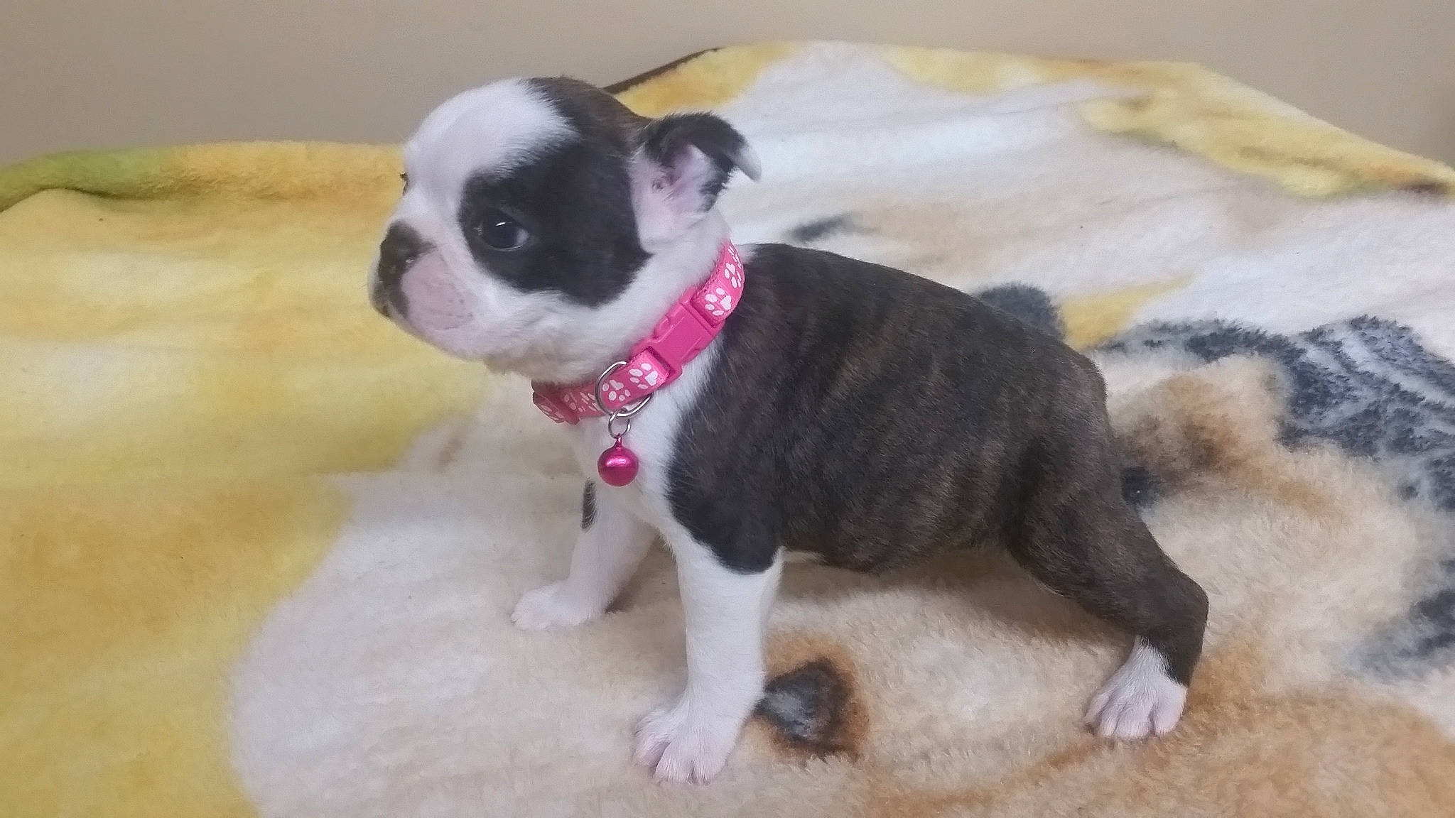 Harlee joined the competition — help win amazing prizes! boston_terrier, canidae, carnivore, companion_dog, dog, dog_breed, fawn, french_bulldog, mammal, non_sporting_group, puppy, puppy_love, rare_breed_dog, snout, tail, toy_bulldog, valley_bulldog, vertebrate, whiskers