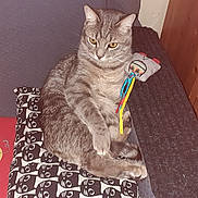 Ziggy-Urhiel a rejoint le concours — aidez-le/la à gagner de superbes lots ! cat, gray_tabby, cushion, toy, ribbons, pillow, cartoon, tow_truck, bookshelf, books, wooden_furniture, indoor, floor, flash_glare, relaxed, pet, animal, feline, patterned_cushion, home