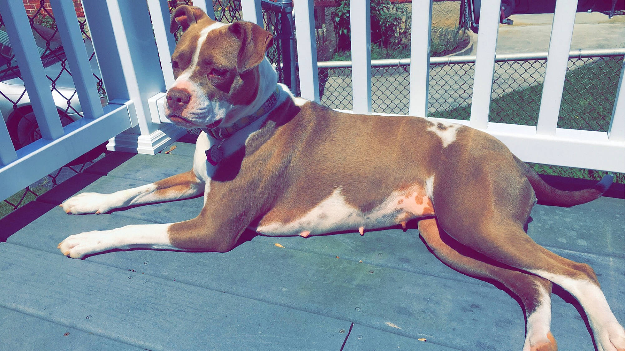 Mocha joined the competition — help win amazing prizes! ancient_dog_breeds, boxer, canidae, carnivore, collar, companion_dog, dog, dog_breed, dog_collar, dog_supply, fawn, fence, home_fencing, liver, non_sporting_group, snout, sporting_group, terrestrial_animal, working_animal, working_dog