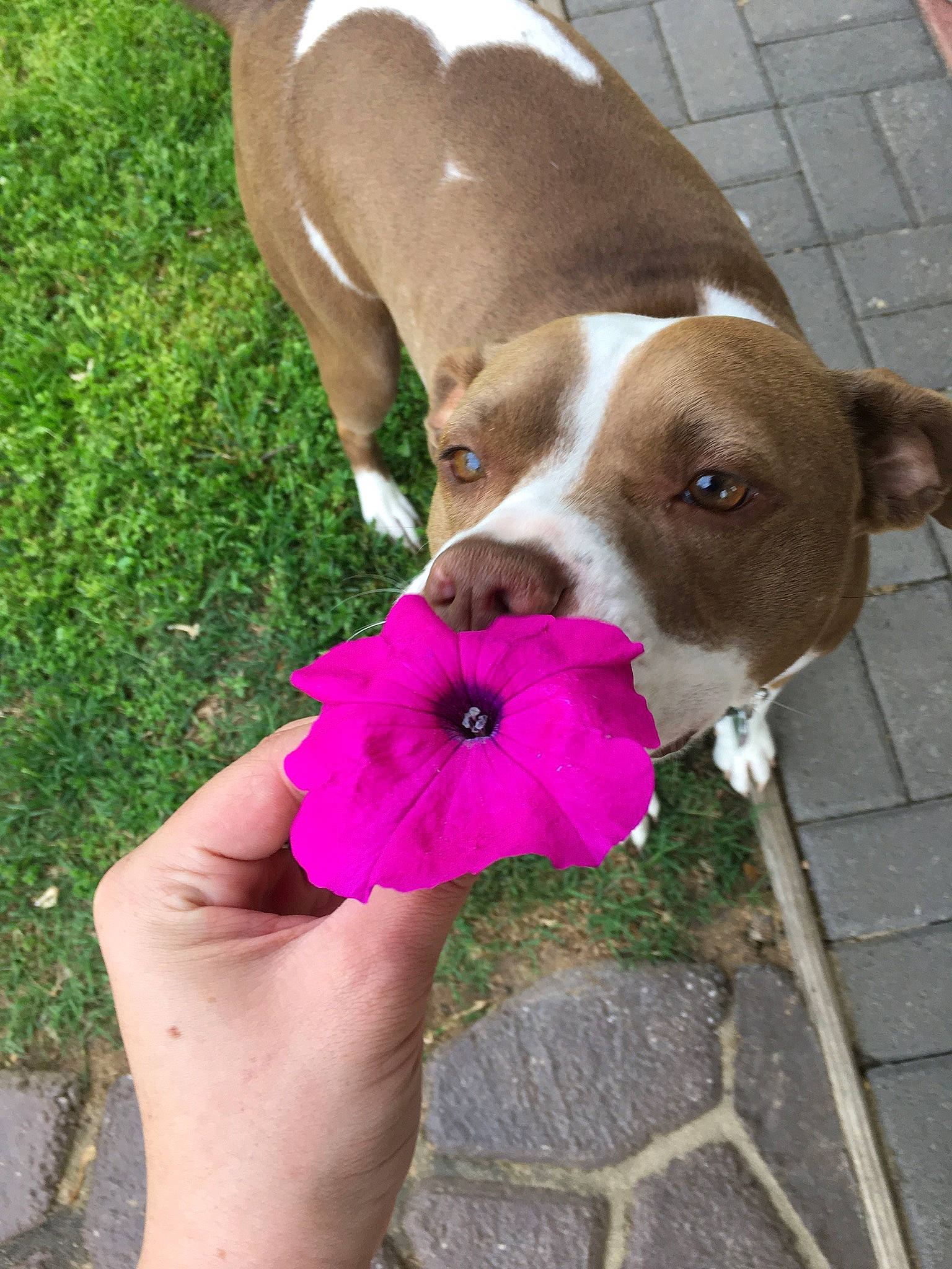 Mocha is registered to the contest to win money with this photo: canidae, carnivore, collar, companion_dog, dog, dog_breed, dog_collar, dog_supply, fawn, flower, grass, liver, magenta, nail, pet_supply, petal, plant, snout, sporting_group, working_animal