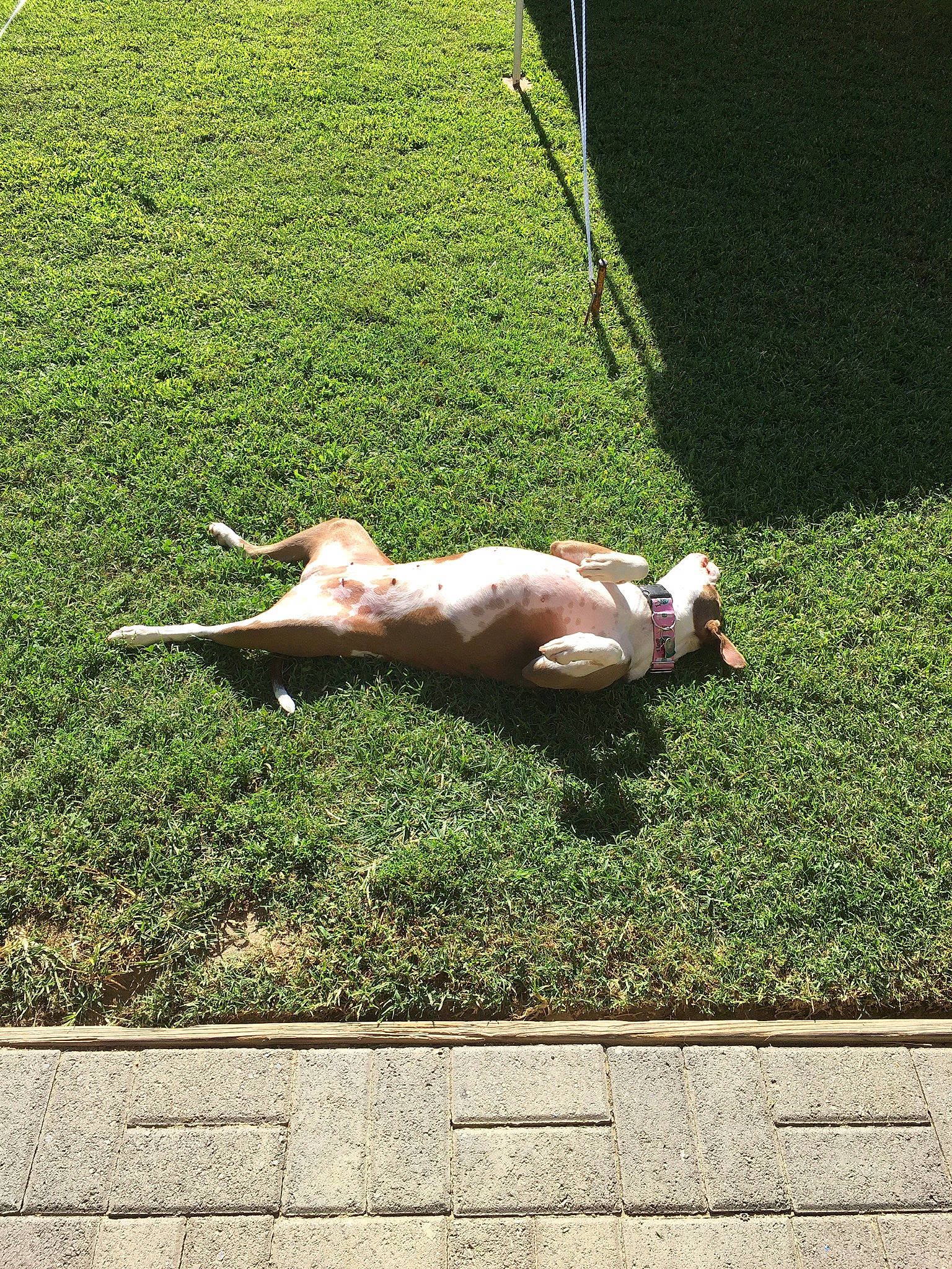 Mocha joined the competition — help win amazing prizes! companion_dog, dog, dog_breed, fawn, flooring, garden, grass, grass_family, grassland, lawn, leisure, outdoor_furniture, pasture, plant, shadow, shrub, sidewalk, sporting_group, tail, tree