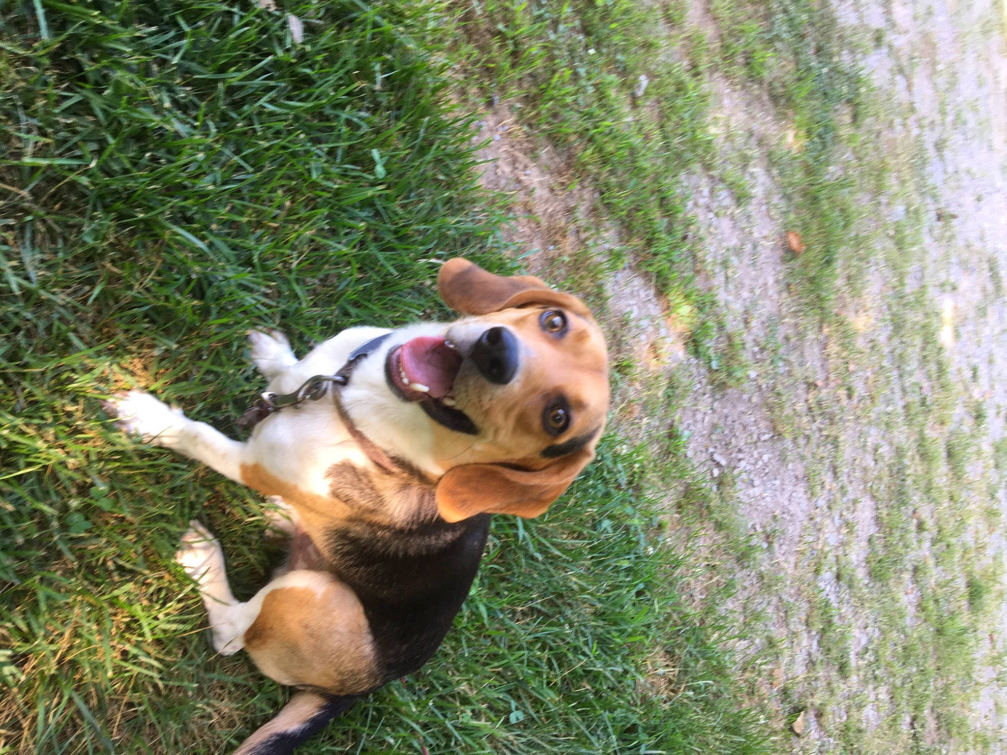 Bilbo The Beag joined the competition — help win amazing prizes! beagle, beaglier, canidae, carnivore, companion_dog, dog, dog_breed, fawn, grass_family, mammal, paw, snout, sporting_group, tail, trunk, working_animal, working_dog