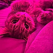 Tay Tay is registered to the contest to win money with this photo: animal, bed, blanket, cat, close_up, cozy, eyes, feline, fur, indoors, magenta, nose, pet, photography, portrait, relaxed, sleeping, upside_down, whiskers, wide_eyed