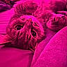 animal, bed, blanket, cat, close_up, cozy, eyes, feline, fur, indoors, magenta, nose, pet, photography, portrait, relaxed, sleeping, upside_down, whiskers, wide_eyed