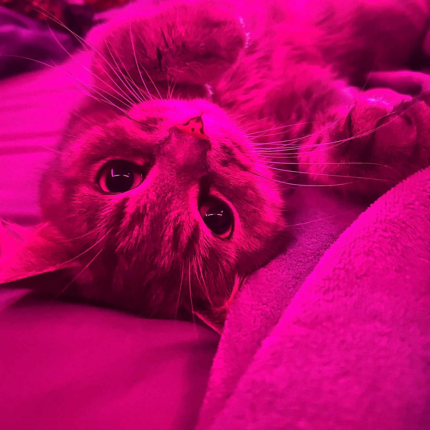 Tay Tay is registered to the contest to win money with this photo: animal, bed, blanket, cat, close_up, cozy, eyes, feline, fur, indoors, magenta, nose, pet, photography, portrait, relaxed, sleeping, upside_down, whiskers, wide_eyed