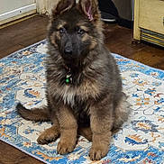 Odin is registered to the contest to win money with this photo: animal, bell, black, brown, cabinet, collar, cute, dog, door, ears, floor, fur, german_shepherd, indoor, kitchen, pet, puppy, rug, sitting, wooden_floor