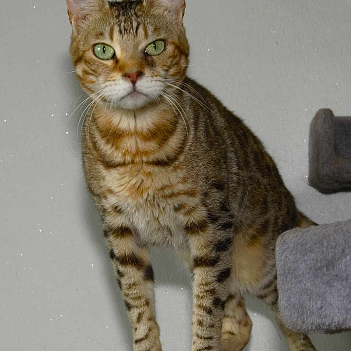 Nautilus a rejoint le concours — aidez-le/la à gagner de superbes lots ! alert, animal, cat, cat_tree, claws, climbing, cute, domestic_cat, ears, feline, fur, green_eyes, indoor, looking, mammal, pet, portrait, standing, tabby, whiskers