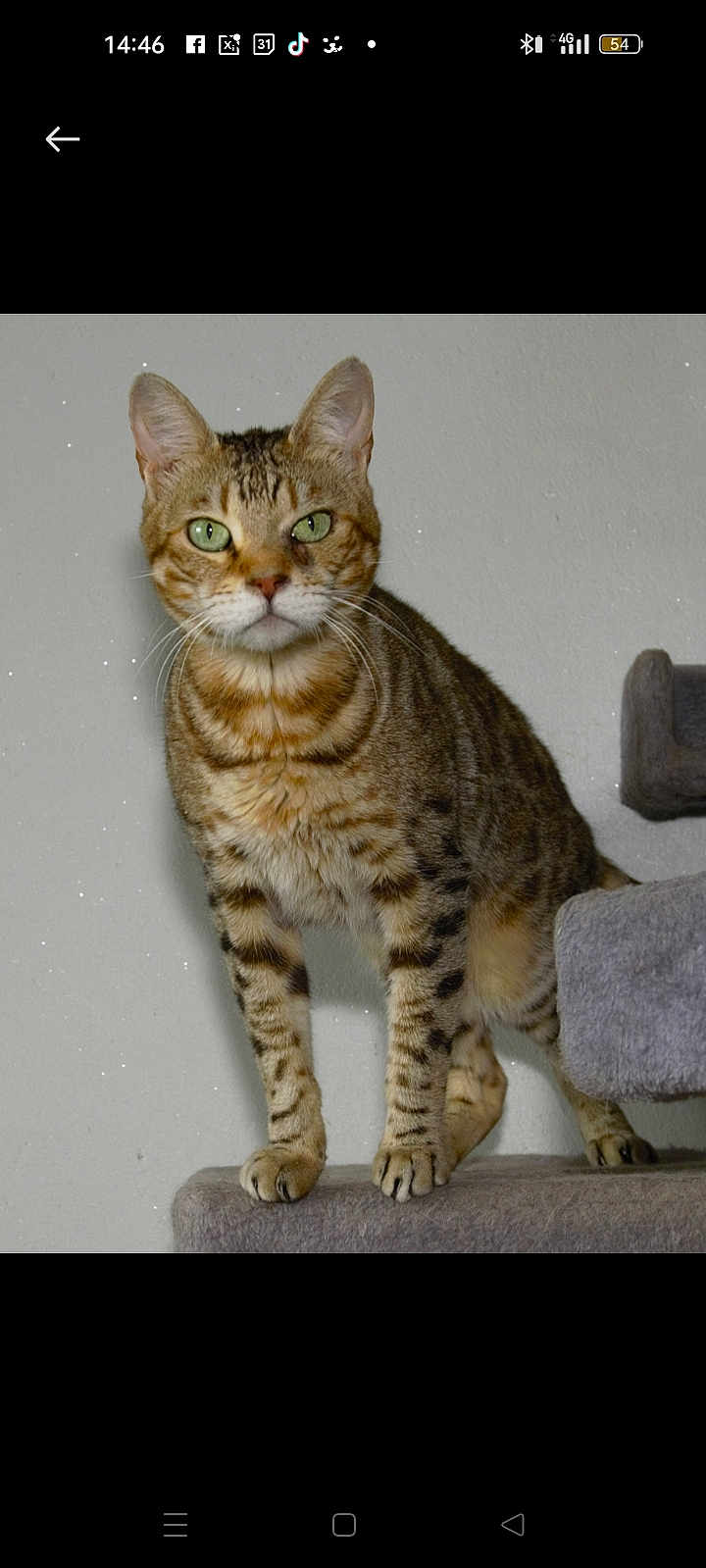 Nautilus a rejoint le concours — aidez-le/la à gagner de superbes lots ! cat, tabby, green_eyes, pet, feline, indoor, animal, fur, whiskers, ears, claws, climbing, cat_tree, standing, looking, alert, domestic_cat, mammal, portrait, cute
