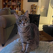 Kurama participe au concours pour gagner de l'argent avec cette photo : blanket, bookshelf, box, cat, couch, cozy, curious, dartboard, door, fan, floor, furniture, indoor, living_room, pet, pillow, sitting, speaker, tabby_cat, whiskers