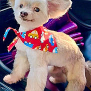 Teddybear is registered to the contest to win money with this photo: adorable, animal, bandana, car, colorful, companion, cute, dog, fur, groomed, happy, indoor, mammal, pet, playful, portrait, small_dog, standing, transportation, vehicle_interior