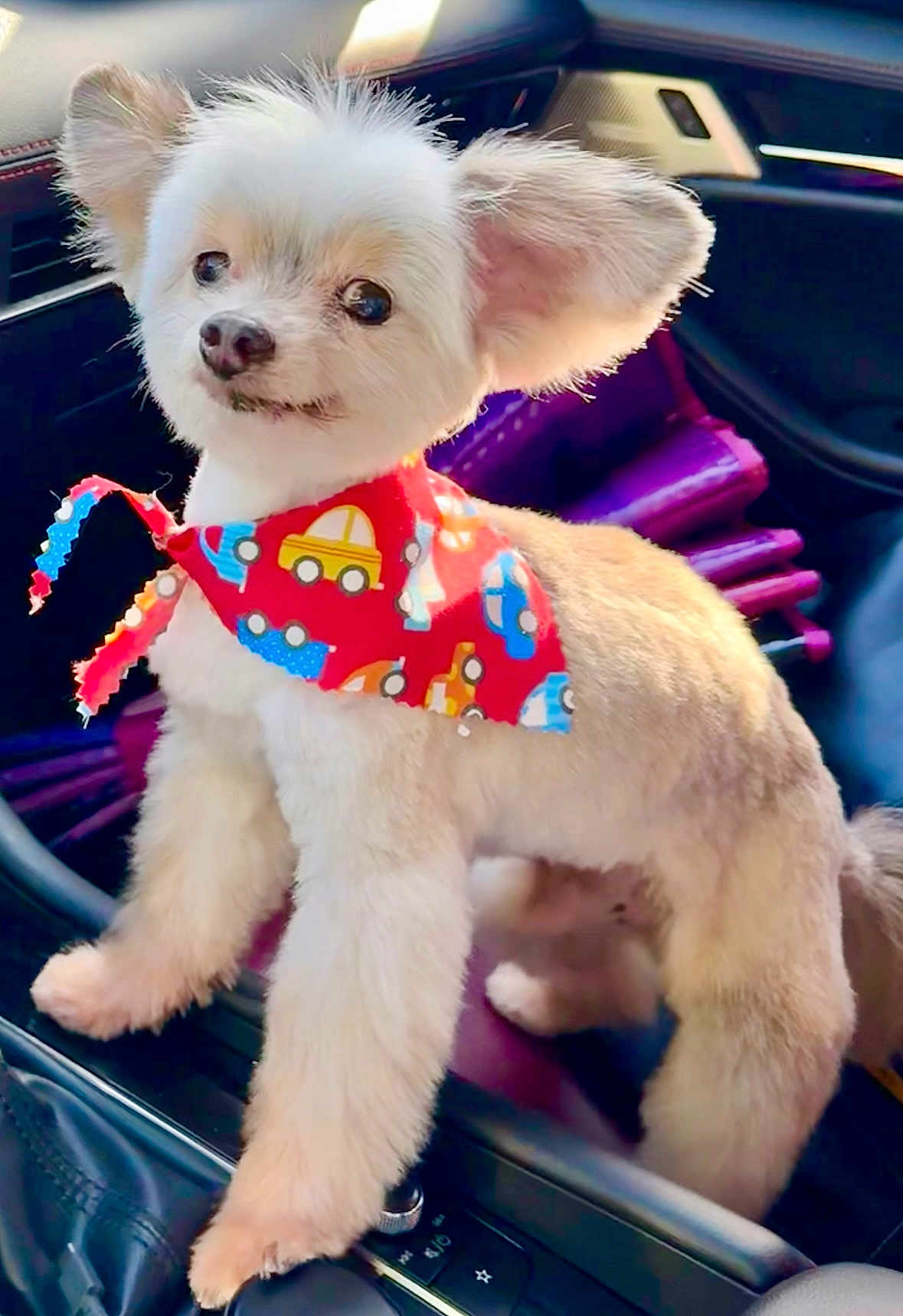 Teddybear is registered to the contest to win money with this photo: adorable, animal, bandana, car, colorful, companion, cute, dog, fur, groomed, happy, indoor, mammal, pet, playful, portrait, small_dog, standing, transportation, vehicle_interior