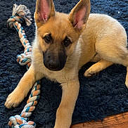 Kaiser joined the competition — help win amazing prizes! animal, blue_rug, close_up, cute, dog, domestic, ears, floor, fur, indoor, laying_down, looking, pet, playing, puppy, relaxed, rope_toy, toy, wooden_floor, young_dog