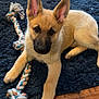 animal, blue_rug, close_up, cute, dog, domestic, ears, floor, fur, indoor, laying_down, looking, pet, playing, puppy, relaxed, rope_toy, toy, wooden_floor, young_dog